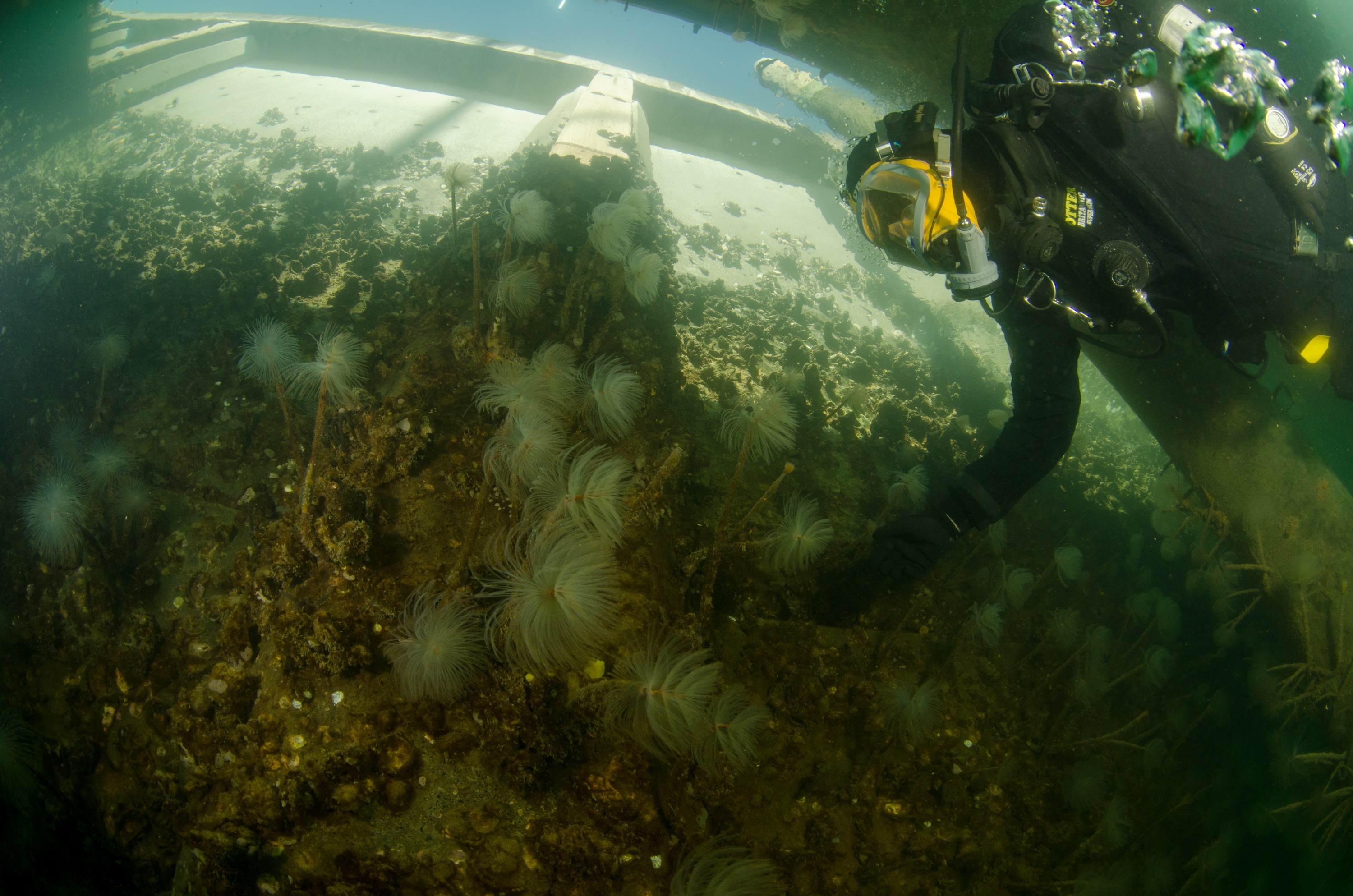 DSC_3047 – Mediterranean, fanworm, Sabella, spallanzanii, marine, pest, Auckland, underwater, crispin, nz, new, zealand, new zealand, fan, worm, marine, pest, invasive, Biosecurity